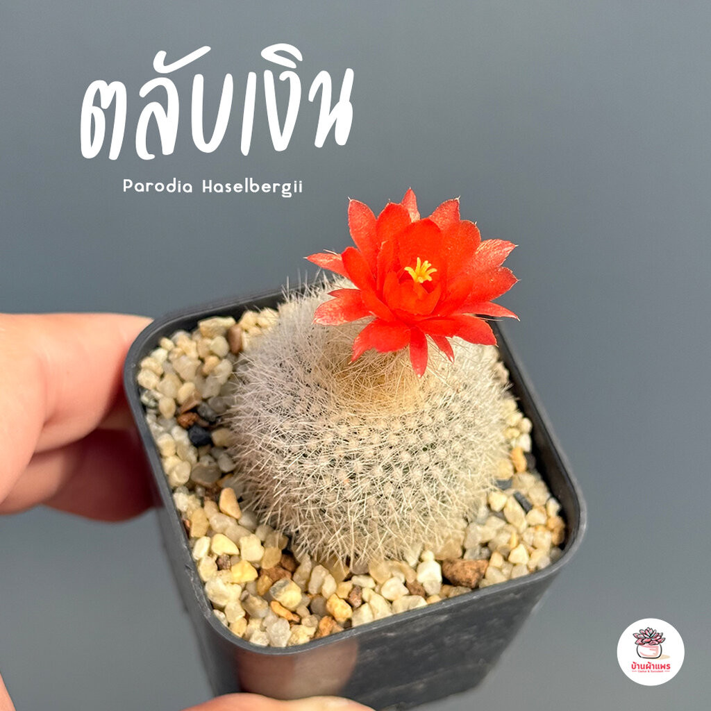 ตลับเงิน Parodia Haselbergii แคคตัส กระบองเพชร cactus&succulent