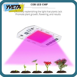 Yveta ชิปหลอดไฟ สปอตไลท์ DIY 20W 30W 50W LED COB Lamp