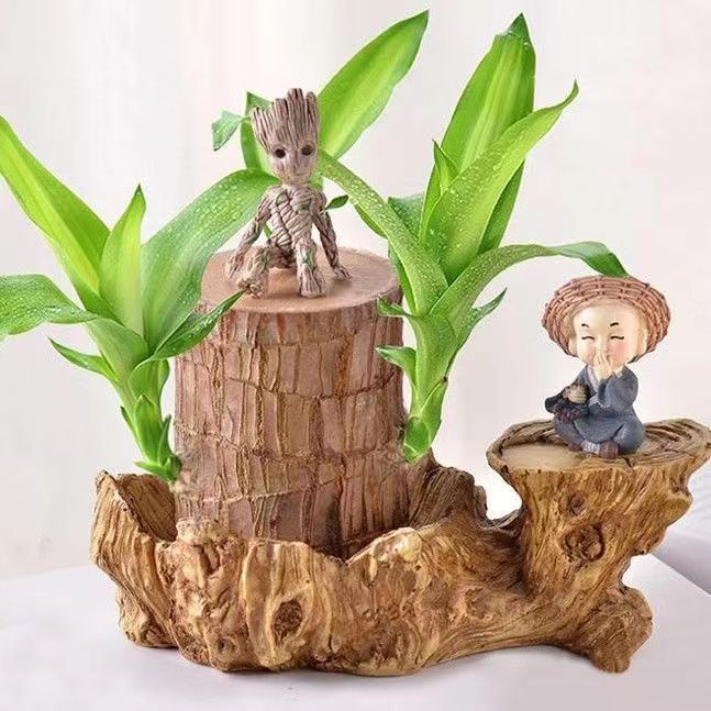ไม้บราซิล Groot พืชไฮโดรโปนิกส์คนดังทางอินเตอร์เน็ต ดอกไม้ไม้ลัคกี้ สารานุกรม พืชสีเขียว ไม้กระถ