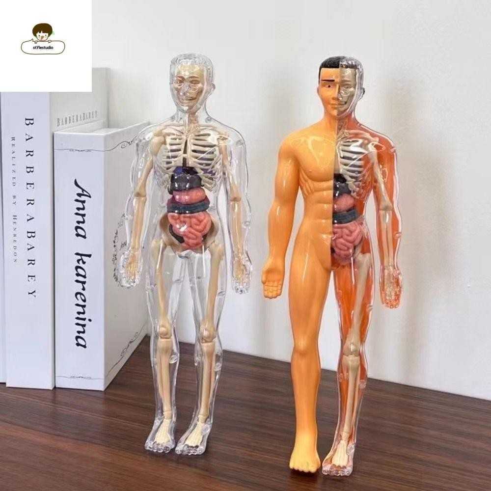 Stylestudio 3d ลําตัวมนุษย์รุ่น,พลาสติก DIY Mannequin วิทยาศาสตร์ความรู้ความเข้าใจปริศนาของเล่น,ก่อสร้างโปร่งใสการศึกษาของเล่นเด็กโครงกระดูกรุ่นวันเกิดเด็กของขวัญ
