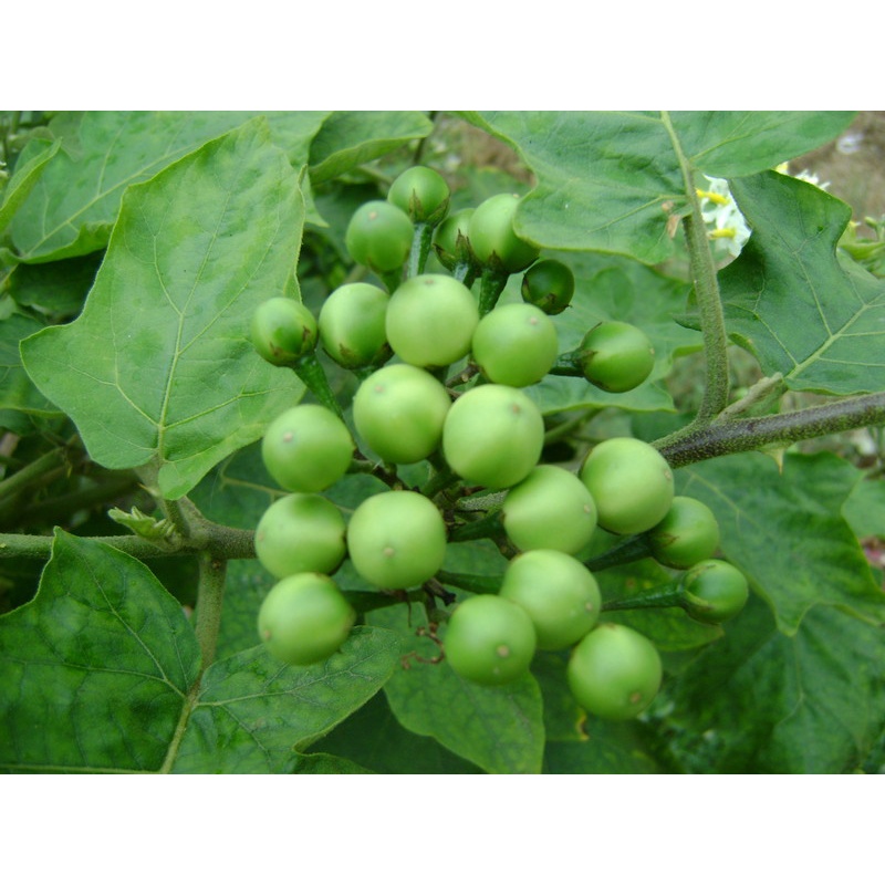 เมล็ดพันธุ์ มะเขือพวง หนามน้อย พันธุ์บ้าน บักแข้ง 100 เมล็ด [10 แถม 1 คละได้]