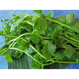 เมล็ดพันธุ์ เมล็ดผักปรัง ผักปลัง ผักปัง ผักปลังเขียว 300 เมล็ด (10 แถม 1 คละได้ ) งอกดี ปลูกง่าย โตไว ผลผลิตสูง
