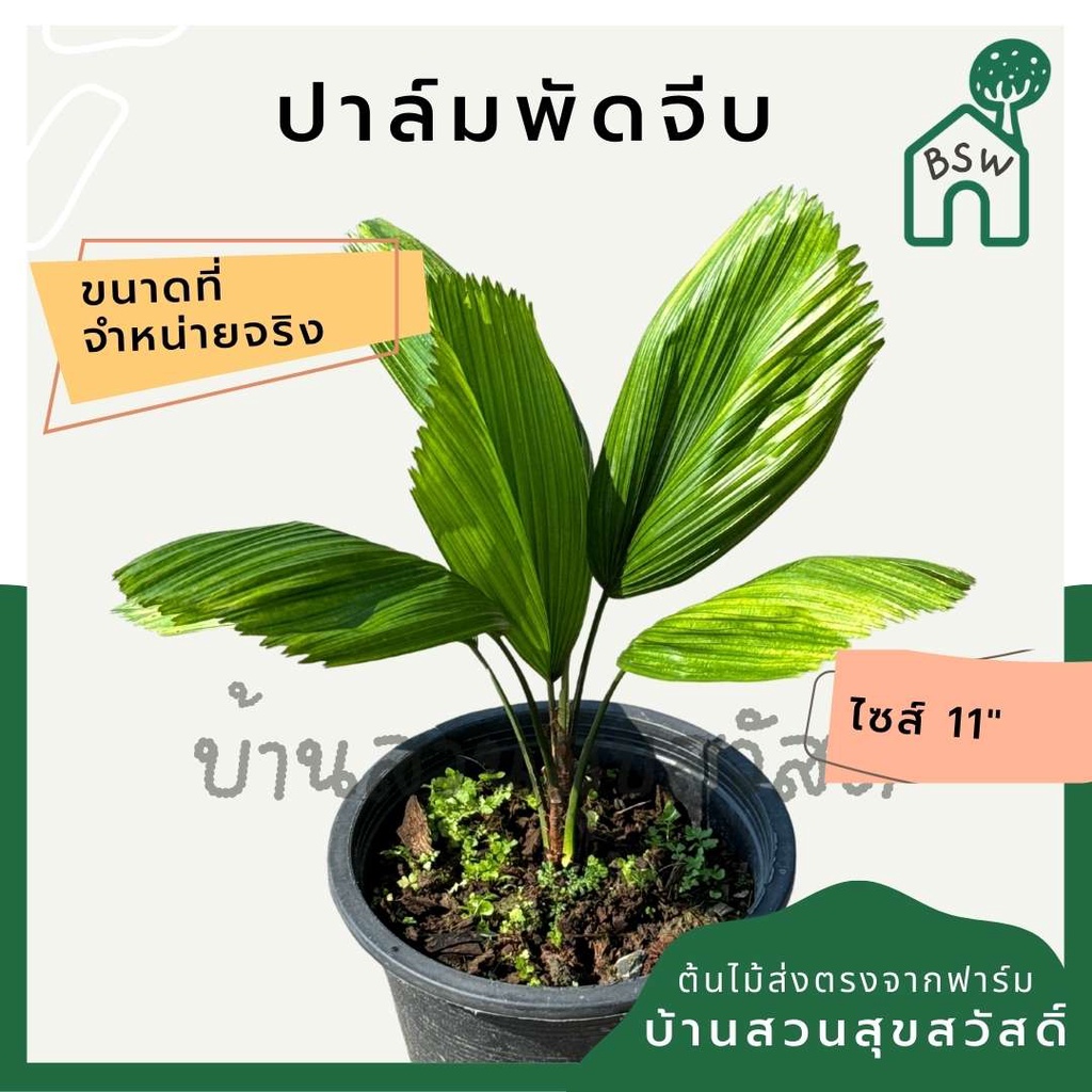 มุมมอง 2