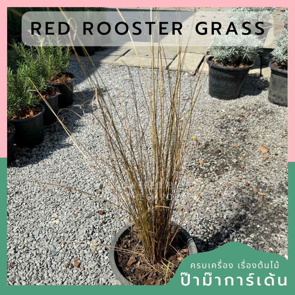 หญ้าเรด รูสเตอร์ Red Rooster Grass 8 นิ้ว