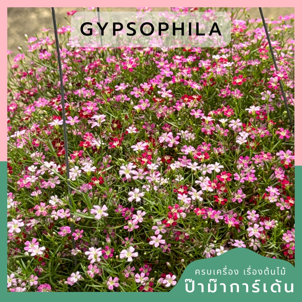 จิบโซฟิลล่า Gypsophila 8 นิ้ว