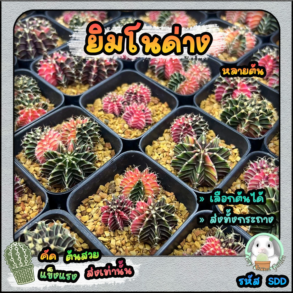 ต้นยิมโนด่างหลายต้น เลือกต้นได้ LBHBด่าง (gymnocalycium) Set SDD - กระบองเพชร ราคาถูก แคคตัส