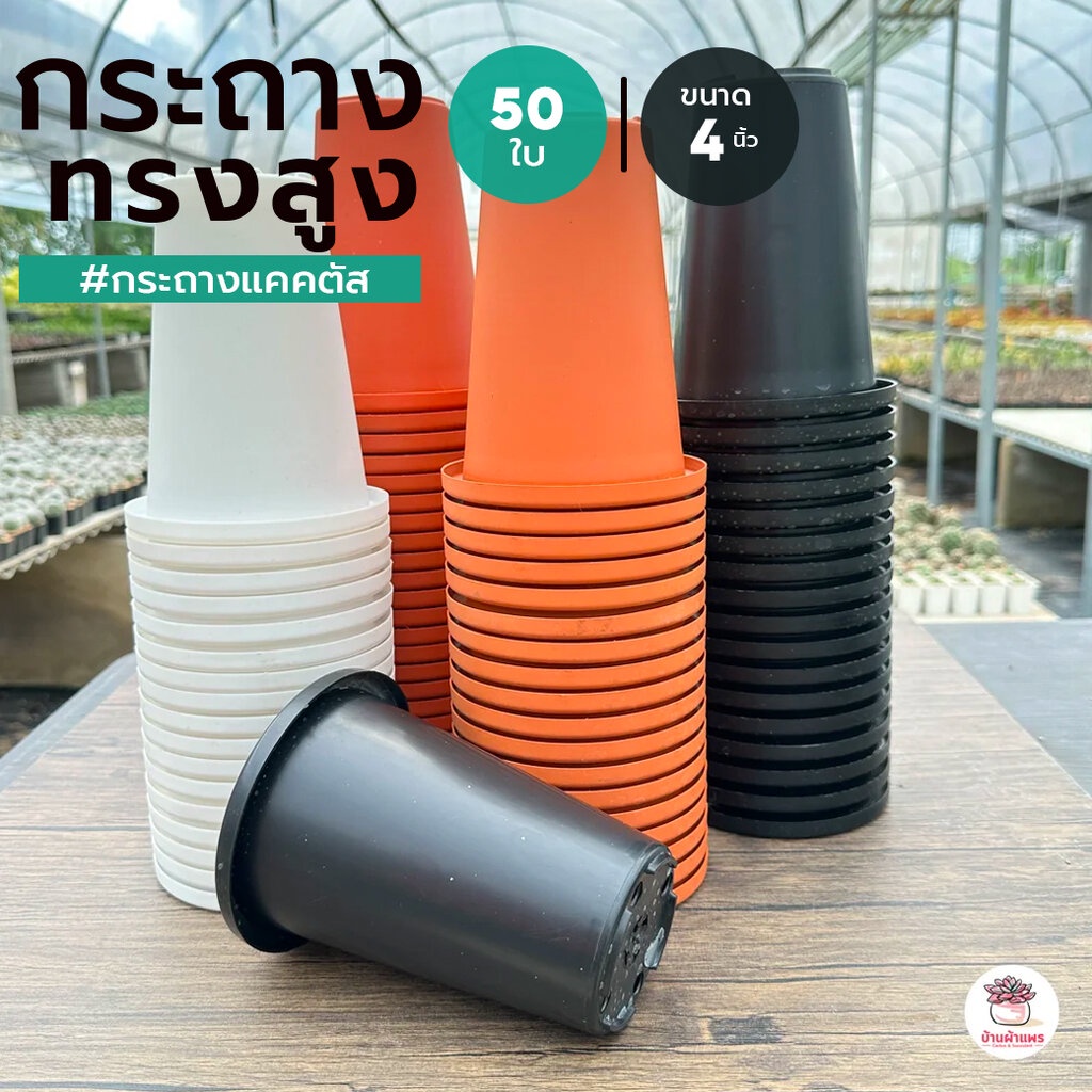 [ 50 ใบ ] กระถาง 4 นิ้ว ทรงสูง กระถางพลาสติก แคคตัส กระบองเพชร ไม้อวบน้ำ Cactus&Succulent