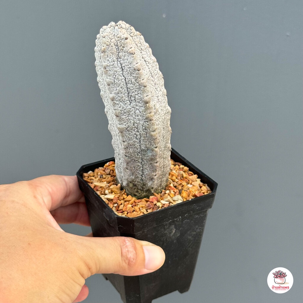 ยูโฟเบีย แอ๊ปเดล Euphorbia Abdelkuri แคคตัส กระบองเพชร cactus&succulent - รูปที่ 6