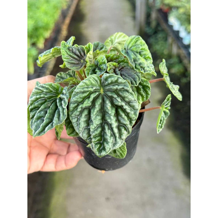 มุมมอง 7