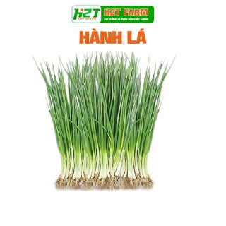 Hạt giống Hành lá 2.5g chịu nhiệt, sinh trưởng mạnh - H2T FARM