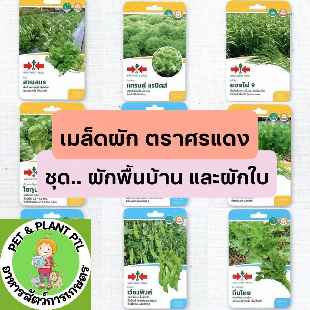 [ศรแดง][ชุดผักพื้นบ้าน ผักใบ] ผักซองศรแดง เมล็ดพันธุ์ ผัก ศรแดง