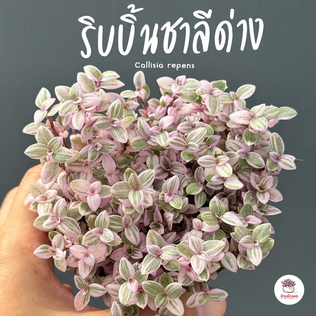 ริบบิ้นชาลีด่าง #กระถาง3นิ้ว Callisia repens ไม้อวบน้ำ กุหลาบหิน cactus&amp;succulentหลากหลายสายพันธุ์