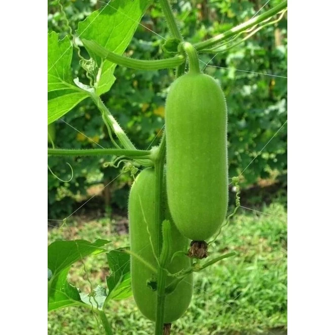 เมล็ดพันธุ์ เมล็ดเเฟง 40 เมล็ด [10 เเถม 1คละได้ ]