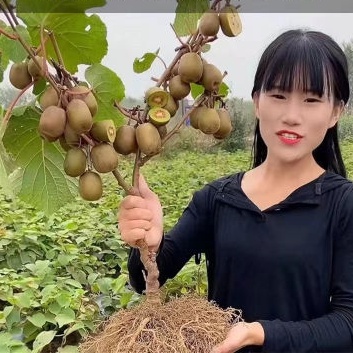 ต้นกล้ากีวีแท้ ไม้กระถาง ต้นอ่อนผลไม้ทนหนาว