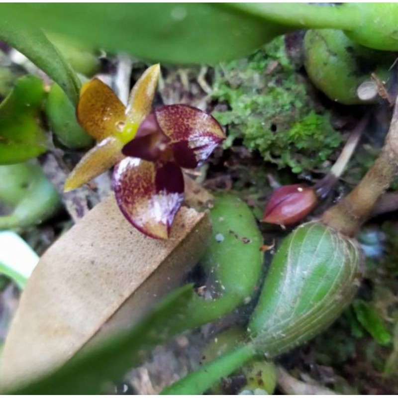 Bulbophyllum กล้วยไม้/FA. สายพันธุ์หอม กล้วยไม้