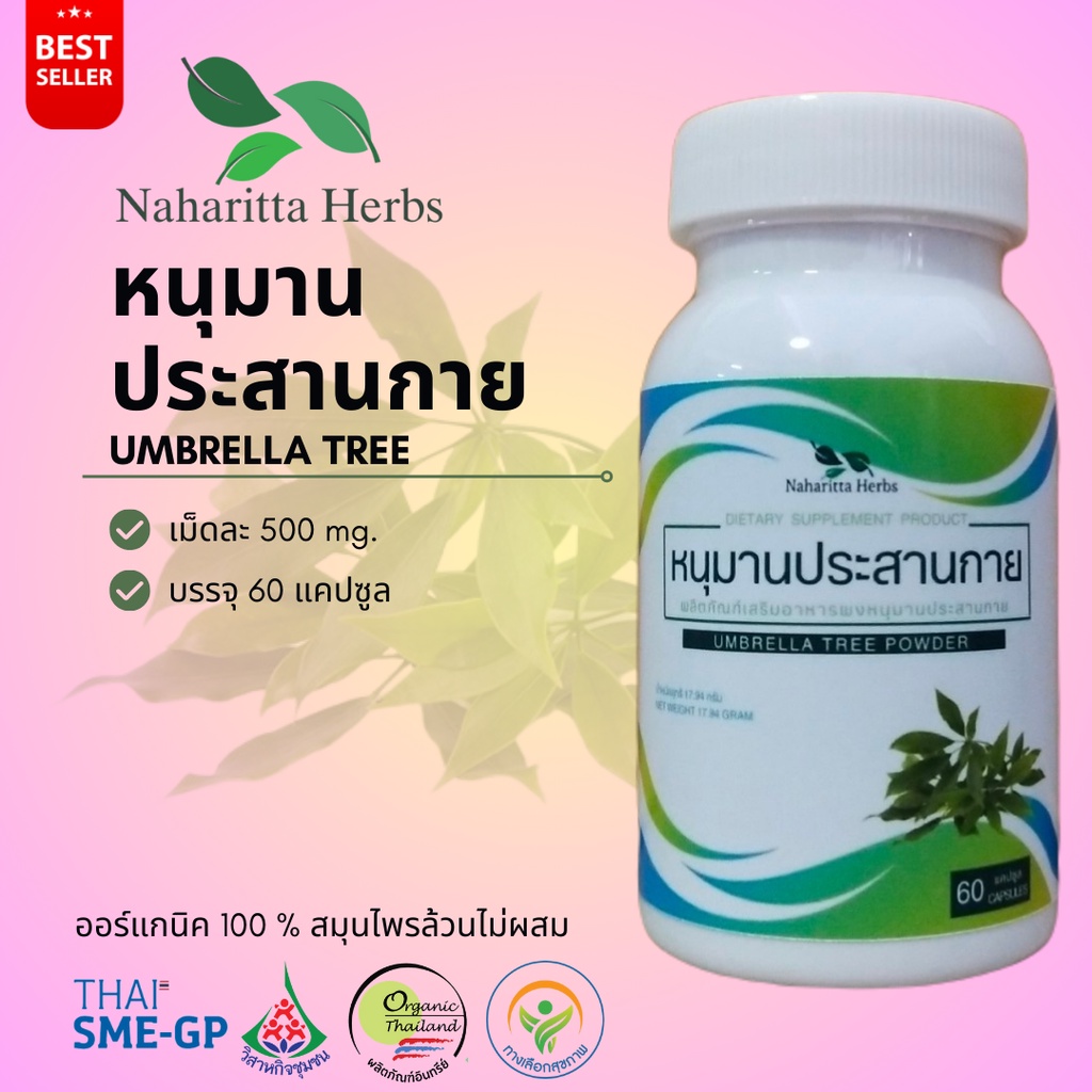 หนุมานประสานกาย Umbrella tree 100% 60cap. เลือกขนาดได้ในตัวเลือก