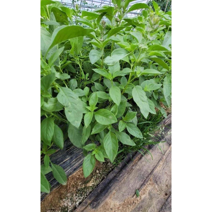 แมงลัก ผักสวนครัวหน้าบ้าน  ปลูกง่าย โตเร็ว ผลผลิตสูง คัดพิเศษ 500-12000 เมล็ด(10 แถม 1 คละได้)