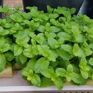 เมล็ดพันธุ์ สะระแหน่ เมล็ดเปปเปอร์มิ้น เปเปอร์มิ้น 600 เมล็ด [10 แถม 1 คละได้] งอกดี ปลูกง่าย โตไว ผลผลิตสูง