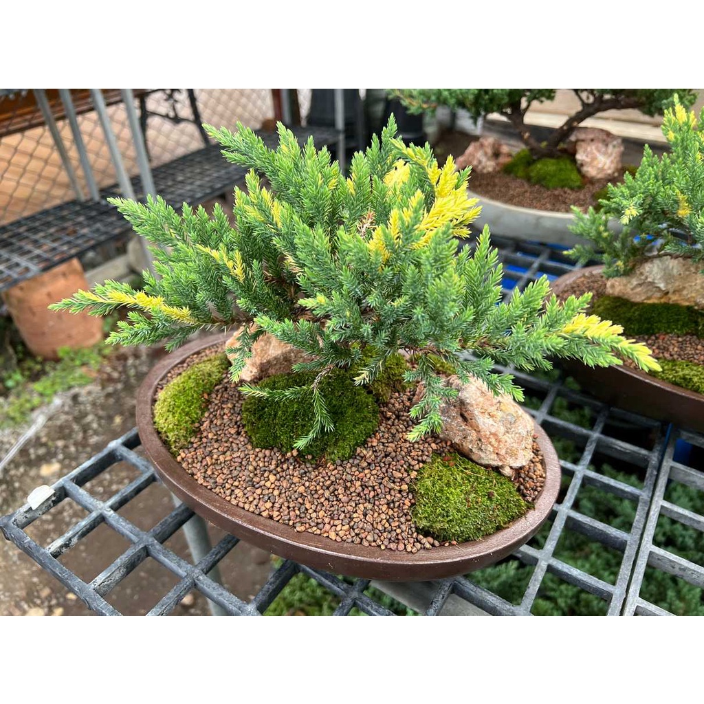 สวนถาด ไม้มงคล บอนไซแคระ สน แก้วแคระ