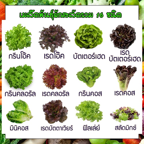 เมล็ดผักอินทรีย์ เมล็ดพันธุ์ผักสลัด เมล็ดผักสลัด 200-300 เมล็ด 20 บาท   [10 แถม 1 คละได้]