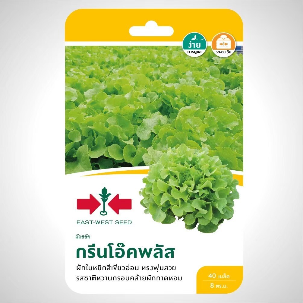 ผักสลัด กรีนโอ๊คพลัส SD/F1-088 ผักซองศรแดง F1 สลัด กรีนโอ๊ค เมล็ดพันธุ์ลูกผสม เมล็ดพันธุ์ ผักศรแดง