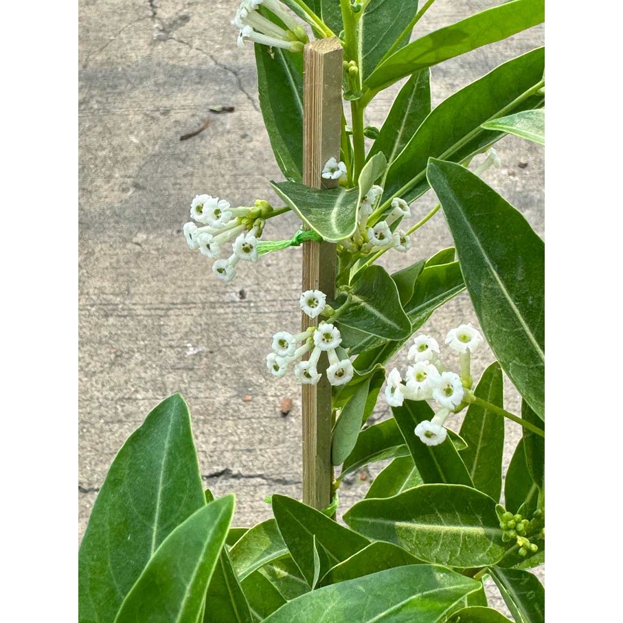 มุมมอง 2