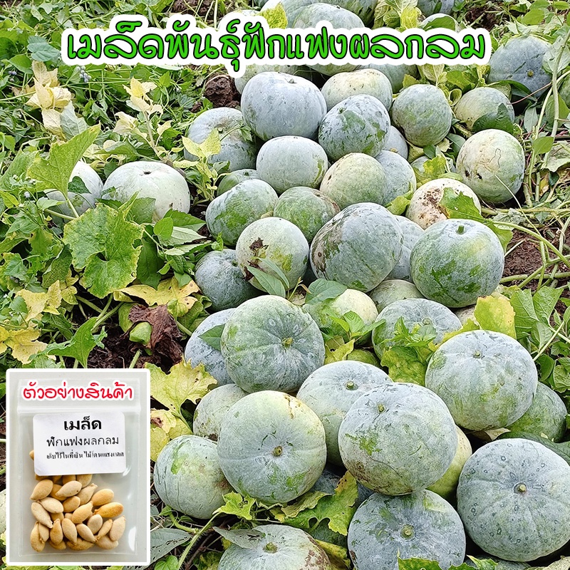 เมล็ดพันธุ์ ฟักแฟง ผลกลม ฟักหอมกลม WAX GOURD 30 เมล็ด [10 แถม 1 คละได้]