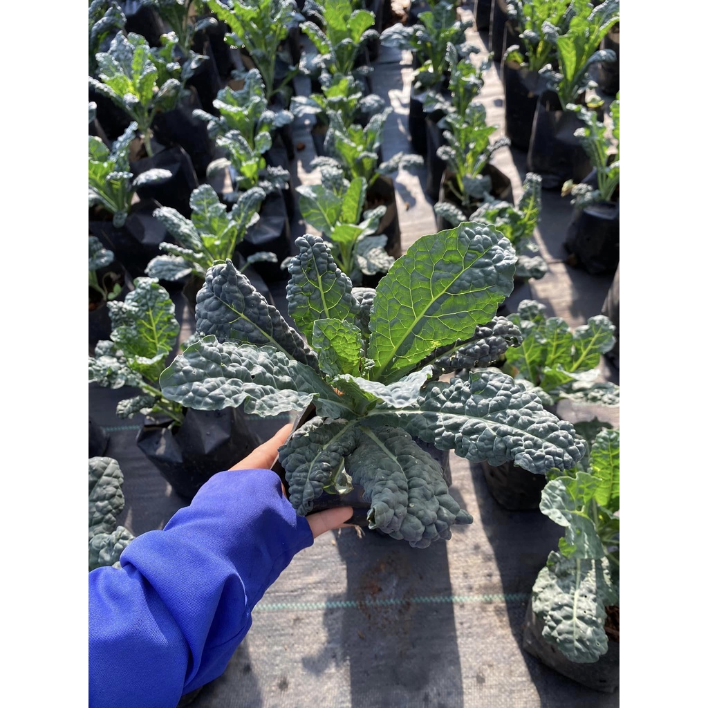 เมล็ดพันธุ์ ไดโนเคล เคลไดโน เคลไดโนเสาร์ ไดโนซอร์ 100 เมล็ด ​ [10 แถม 1 คละได้] - รูปที่ 2