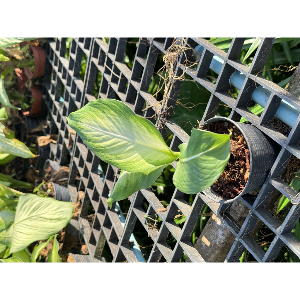 มุมมอง 6