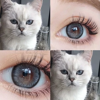 คอนแทคเลนส์(กลาง) Apple Bloom Brown / Gray (Luxzylens) ⭐️รุ่นตาประกายสวยสุดๆ