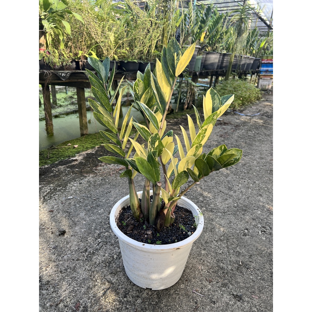 กวักมรกตด่าง ด่างสวย เทพมาก มีตุ่มแล้ว กระถาง 4-5 นิ้ว