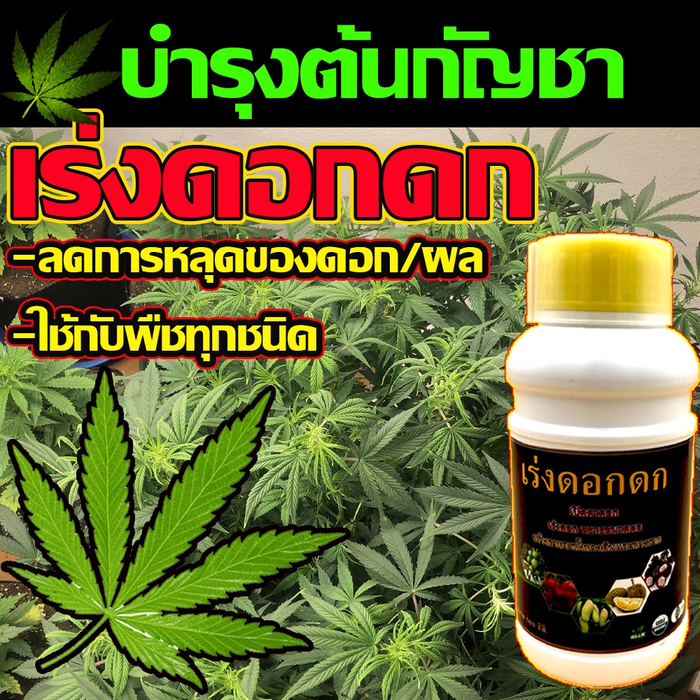 ( บำรุงดอก) ปุ๋ยน้ำกันชา น้ำยาเร่งดอกดก 500cc เร่งดอกดก ปุ๋ยกันชาทำใบ ปุ๋ยน้ำ ปุ๋ยกัญช า ปุ๋ยกัญชง  