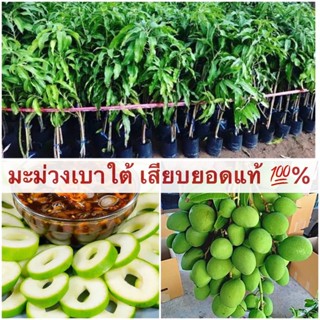 ต้นมะม่วงเบาใต้ 🔥ต้นเสียบยอดพันธุ์แท้ 💯%🔥 สูงประมาน 60-70 เซนติเมตร มีรากแก้ว โตไว แข็งแรง