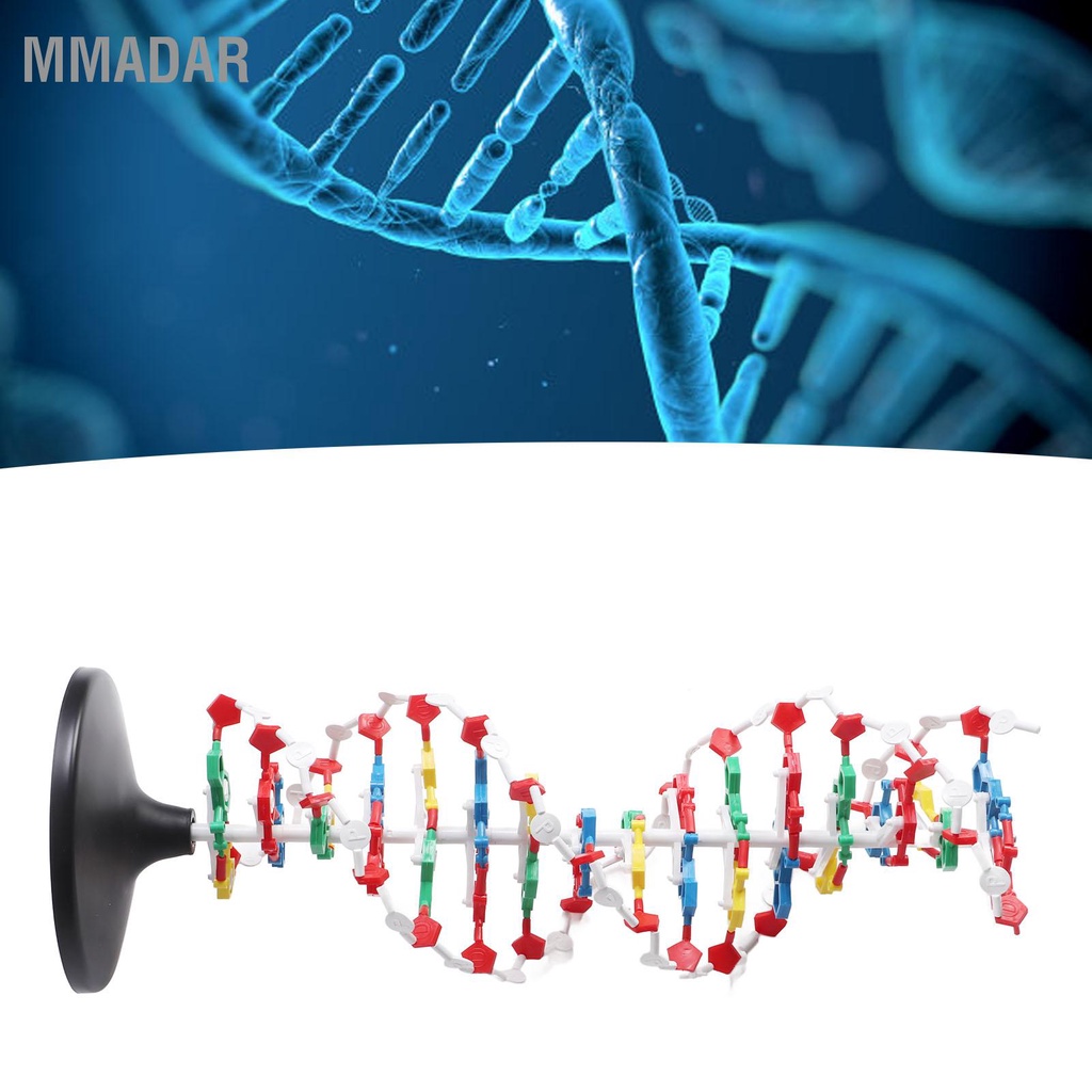 MMADAR แบบจำลองโครงสร้างดีเอ็นเอพลาสติกการศึกษา DNA Double Helix Model อุปกรณ์การสอน