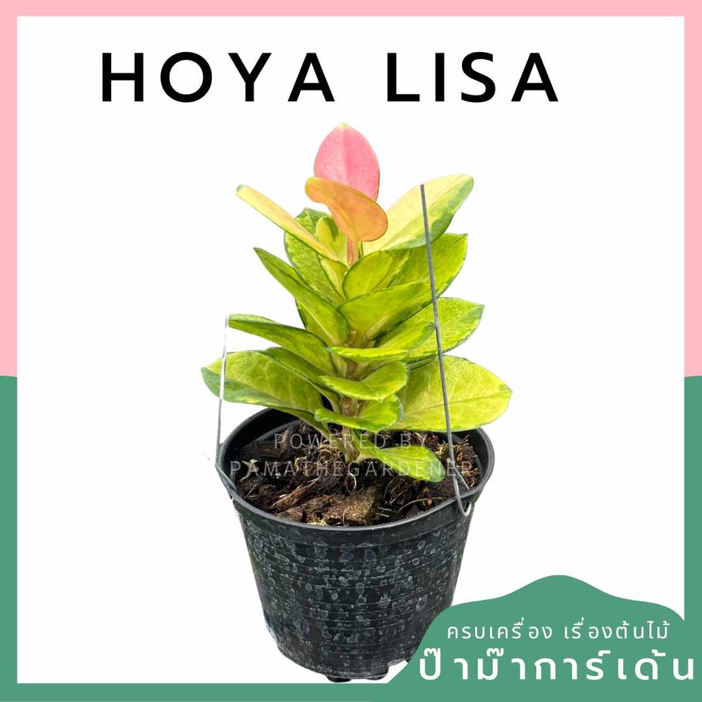 Hoya Lisa โฮย่า ลิซ่า ช่วงที่มีอากาศเย็น ปลายต้นจะเป็นสีชมพู