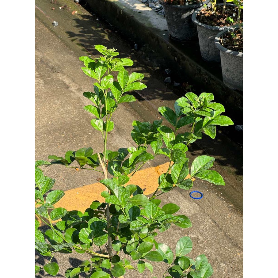 มุมมอง 5