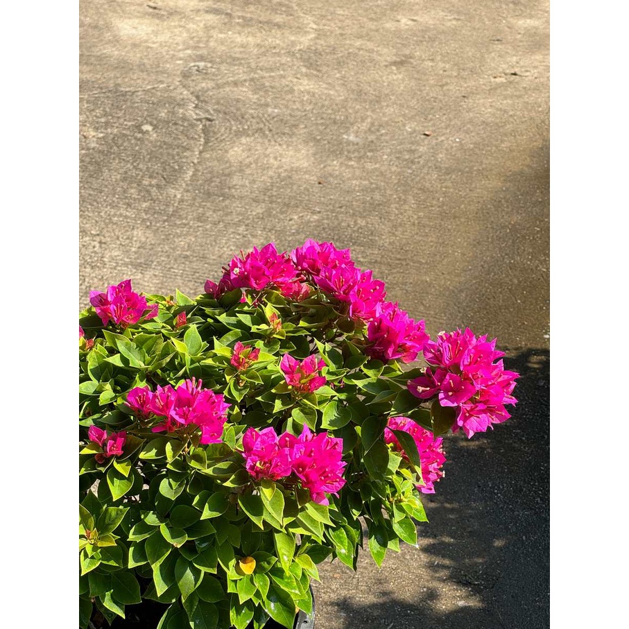 มุมมอง 3