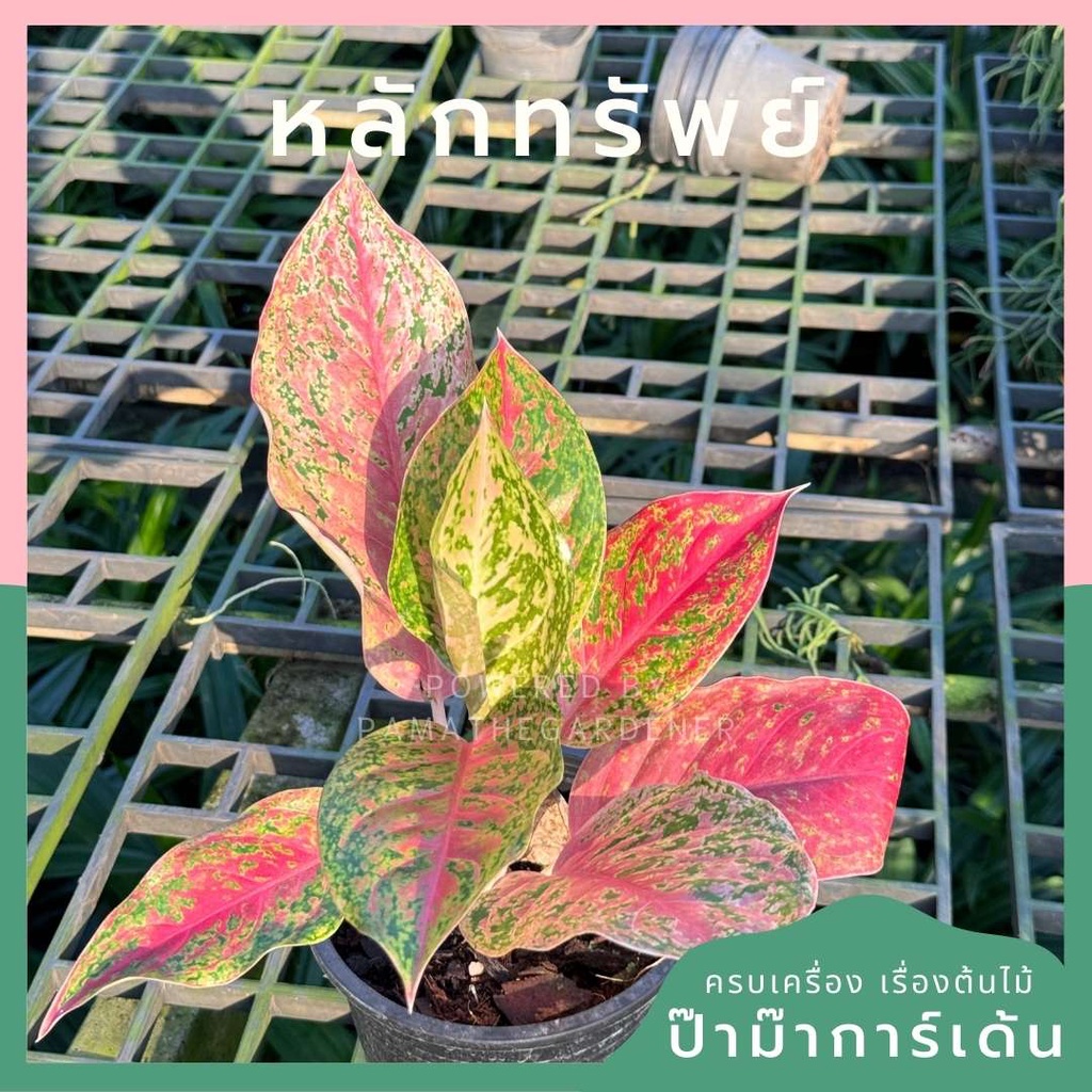 อโกลนีม่า หลักทรัพย์ พร้อมกระถาง 5 นิ้ว