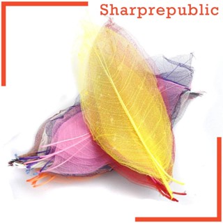 [Sharprepublic] โครงกระดูกแห้งธรรมชาติ สําหรับตกแต่งสมุดภาพ 50 ชิ้น