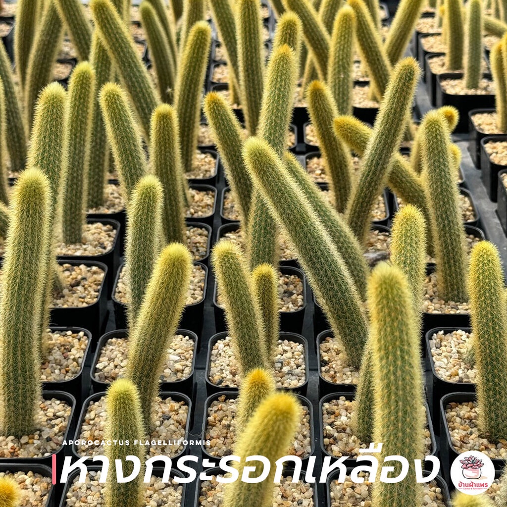 หางกระรอกเหลือง Aporocactus Flagelliformis กระบองเพชร ไม้อวบน้ำ Cactus&Succulent