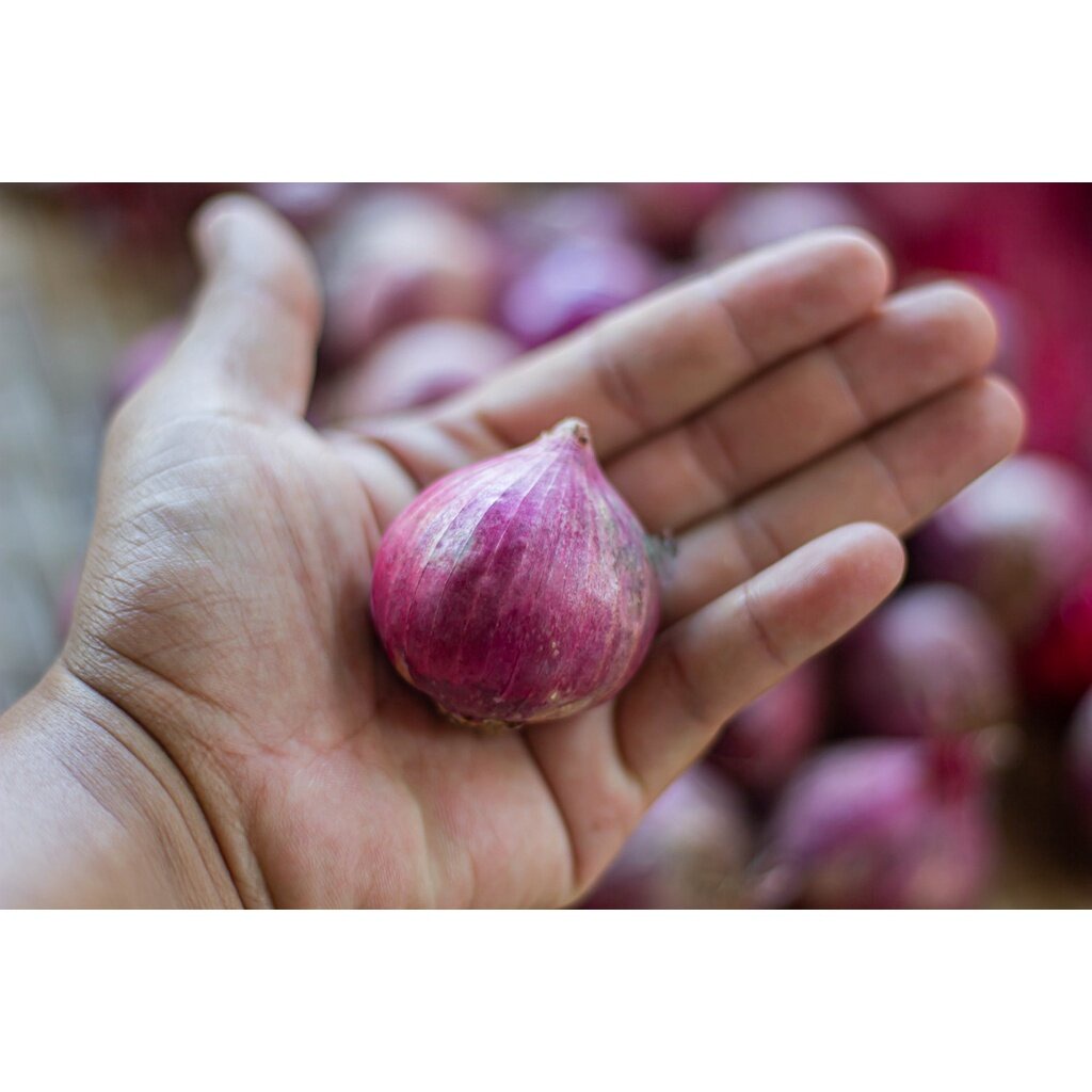 หอมแดงแขกหัวใหญ่ ครึ่งกิโลกรัม-1 กิโลกรัม สด แข็งทุกลูก แห้ง คัดพิเศษ - รูปที่ 3