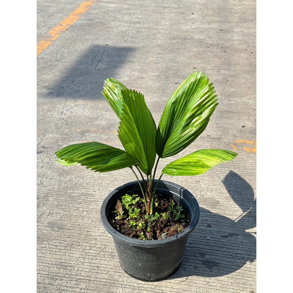 มุมมอง 6