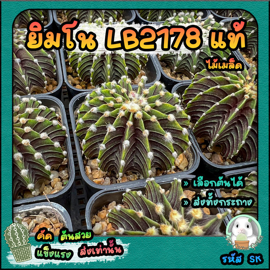 ยิมโน LB2178 ((( เลือกต้นได้ ))) แอลบีแท้ ( ต้นกระบองเพชร Gymnocalycium mihanovichii LB2178) SET SK ไม้เมล็ด ต้นแคคตัส