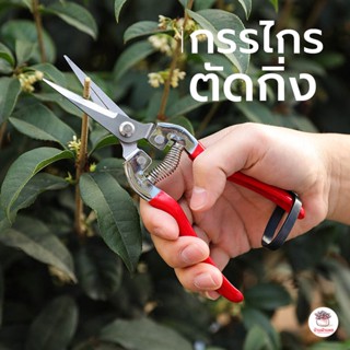 กรรไกรตัดกิ่ง กรรไกรปากแหลม กรรไกรปากงอน อุปกรณ์ในสวน เครื่อ…