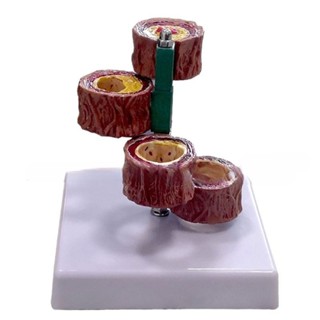 Love* โมเดลหัวใจ หลอดเลือดหัวใจ หลอดเลือด สําหรับการเรียนการ…