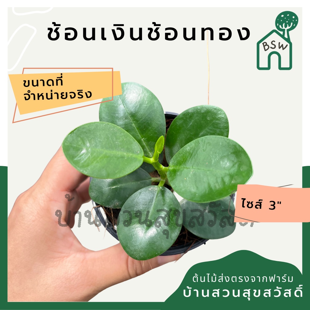 ต้นช้อนเงินช้อนทอง ในกระถางพร้อมตั้ง ต้นไม้มงคล
