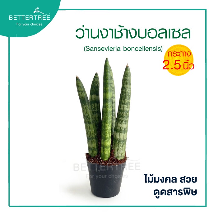 ว่านงาช้างบอลเซล(แบบหน่อใหญ่) กระถาง 2.5 นิ้ว Sansevieria boncellensis ต้นไม้ฟอกอากาศ ต้นไม้ plant