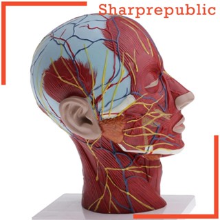 [Sharprepublic] โมเดลหัวคน และคอ 1:1 สําหรับประสาทสัมผัสกล้ามเนื้อ