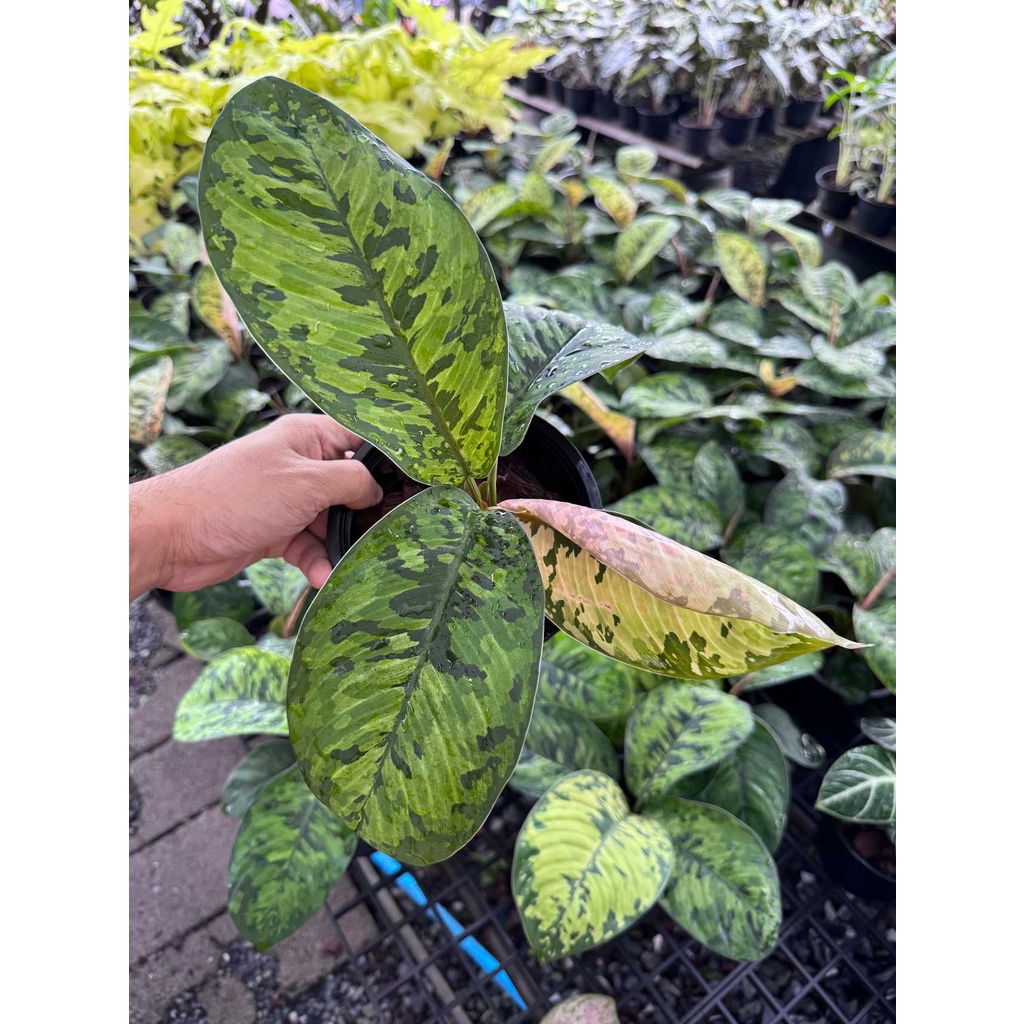 มุมมอง 2