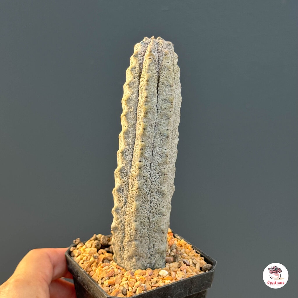 ยูโฟเบีย แอ๊ปเดล Euphorbia Abdelkuri แคคตัส กระบองเพชร cactus&succulent - รูปที่ 7